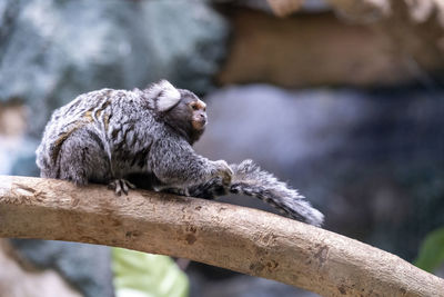 White-tufted-ear marmoset