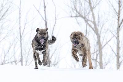 Two dogs on snow covered land