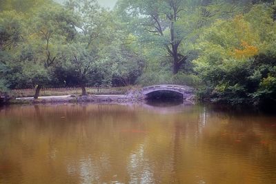 Reflection of trees in water