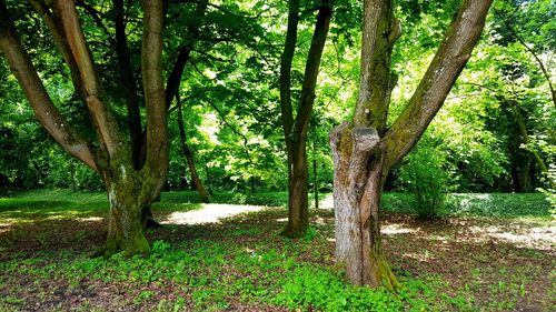 Trees in forest