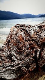 Close-up of driftwood on land against sky