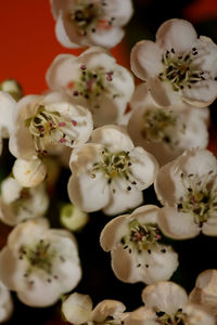 Close-up of white flowering plant