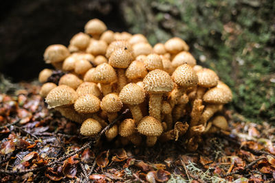 Close-up of mushrooms