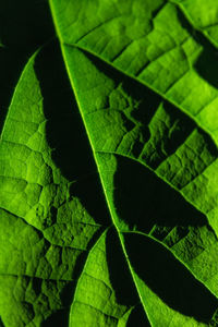 Full frame shot of leaves