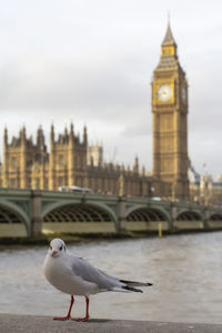 Seagull is at the front of big ben