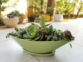 Close-up of potted plant on table