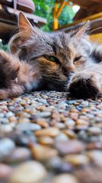 Close-up of cat lying down