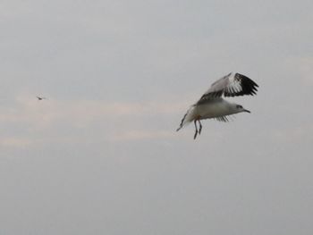 Low angle view of eagle flying against sky