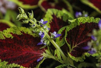 Close-up of purple flowers