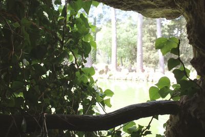 Close-up of ivy growing on tree