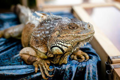 Close-up of a lizard