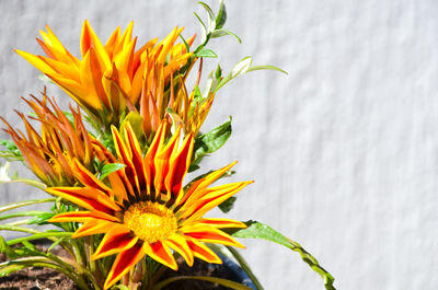 Close-up of yellow flowering plant