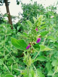 Close-up of purple flowering plant on field