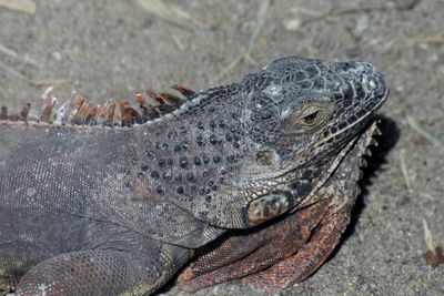 Close-up iguana