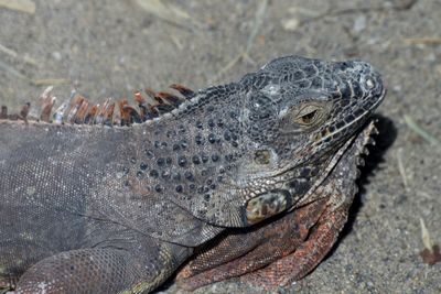 Close-up of a turtle