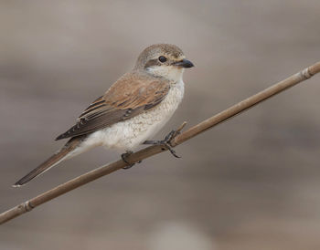 Close-up of bird perching on branch