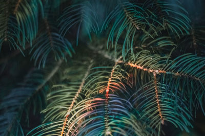 Close-up of pine trees with a splash of rainbow