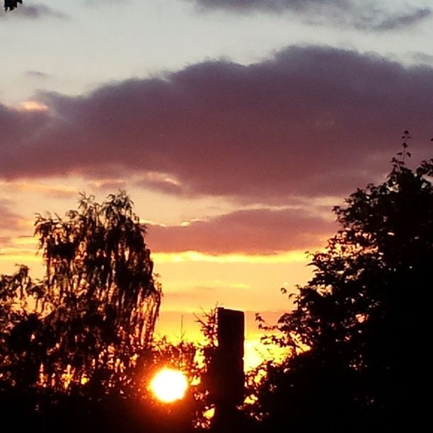 sunset, silhouette, tree, sky, orange color, sun, beauty in nature, cloud - sky, scenics, tranquility, nature, tranquil scene, low angle view, growth, idyllic, sunlight, cloud, dramatic sky, cloudy, outdoors