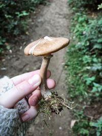 Close-up of hand holding mushroom