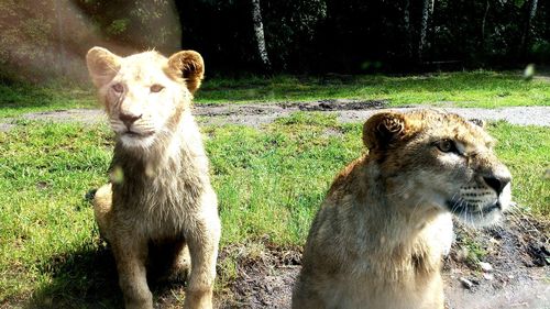 Lion on field