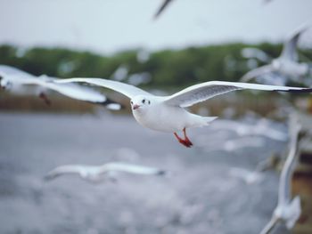 Seagull flying over sea