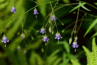 Close-up of purple flowering wildflower 