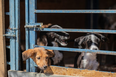 Close-up of a dog looking through metal