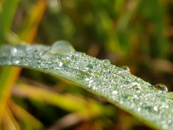 Close-up of water drops on leaf