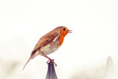 Close-up of robin perching against sky on iron railings 