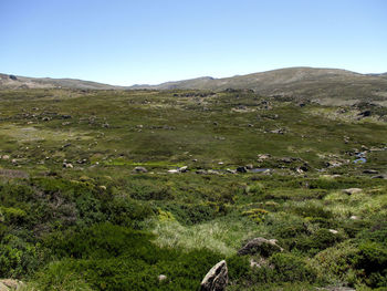 Scenic view of field against clear sky