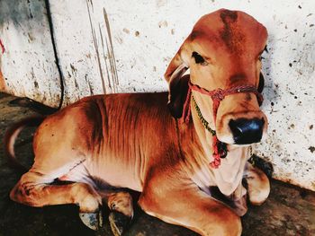 High angle portrait of dog relaxing on field