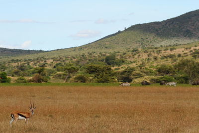 View of sheep on landscape