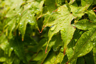 Close-up of water drops on leaf