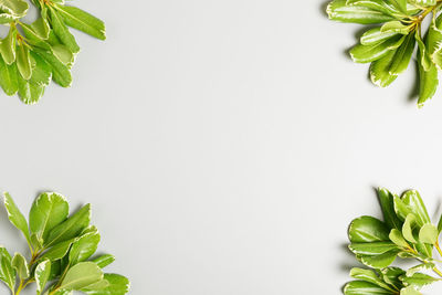 Close-up of leaves against white background