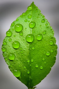 Close-up of raindrops on green leaves