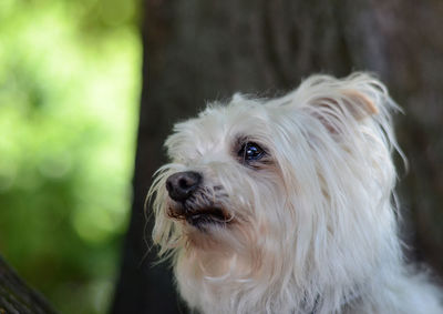 Close-up portrait of dog