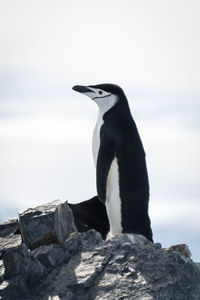 Chinstrap penguin stands on ridge looking left