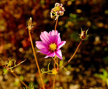 Close-up of flower blooming outdoors