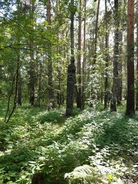 Trees growing in forest