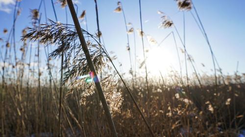 Close-up of stalks in field against sky