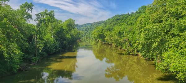 Scenic view of river amidst trees against sky