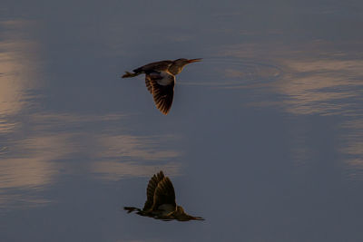 Bird flying over lake