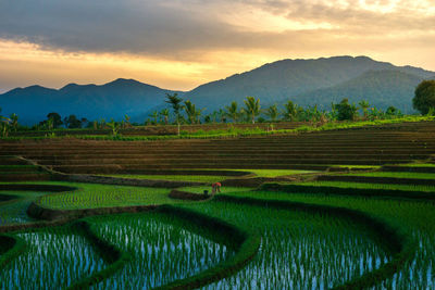 Morning view in the rice field area with farmers working