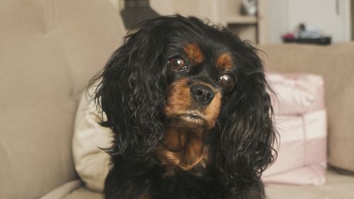 Close-up portrait of dog at home