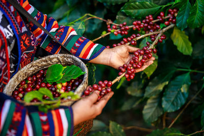  woman farmer picking raw coffee beans 