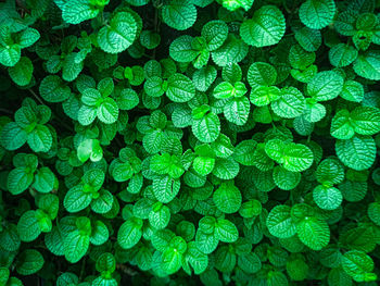 Full frame shot of green leaves