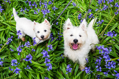 View of a white dog