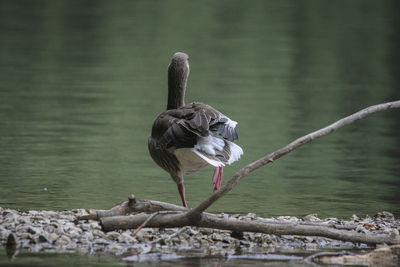 Rear view of gray goose standing on one leg