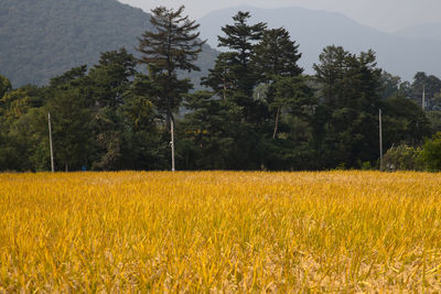 Scenic view of field against trees