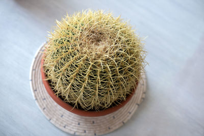 High angle view of cactus plant on table
